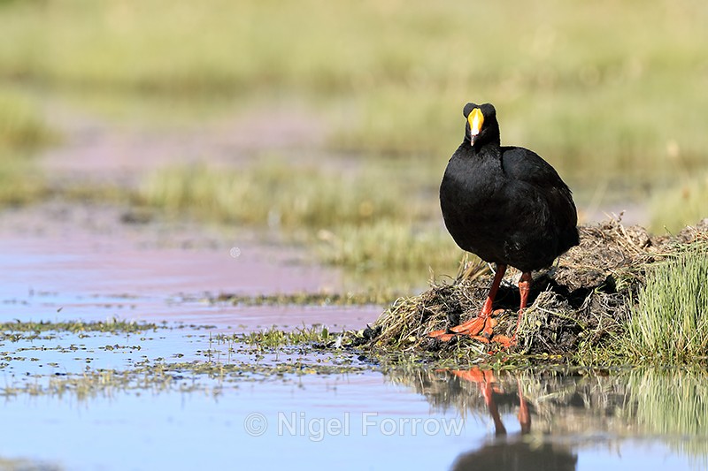 Giant Coot standing, front view, Rio Putana, Chile - Giant Coot