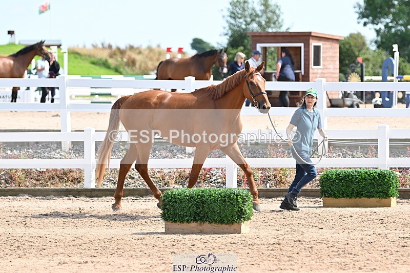 240717A-155314-03142 - Trot Up 3pm to 4pm