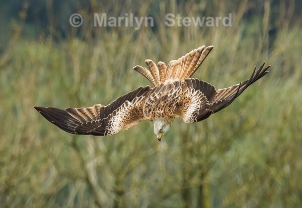 Red kite diving - Exhibition acceptances