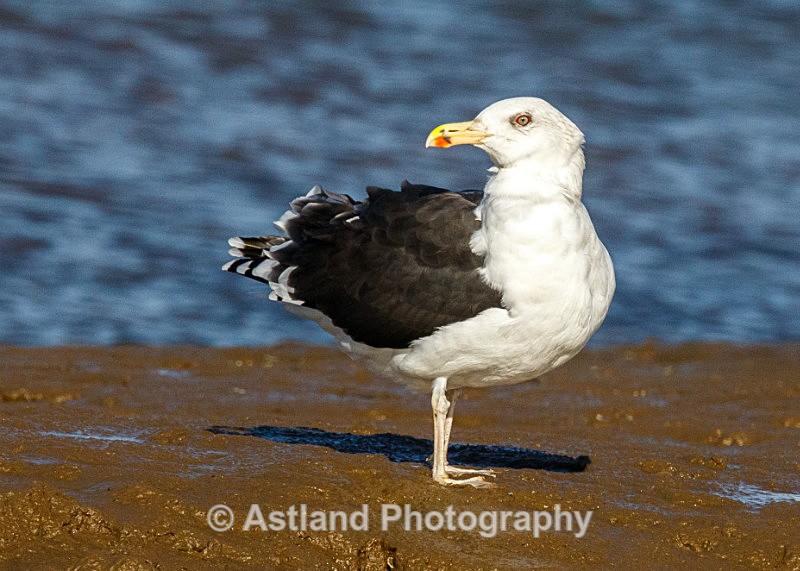 Astland Photography, Bird and Wildlife Images, Susan and Peter Wilson, U.K.
