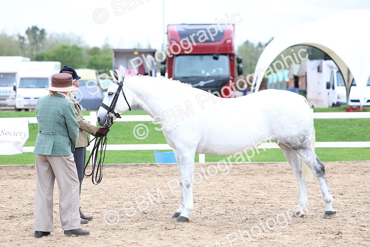 SBM_05755 - Class 28 - IH Veteran Horse
