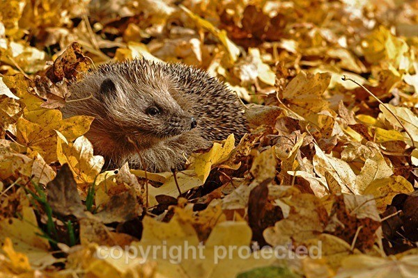 Hedgehog - British Wildlife Centre - Wildlife Centres