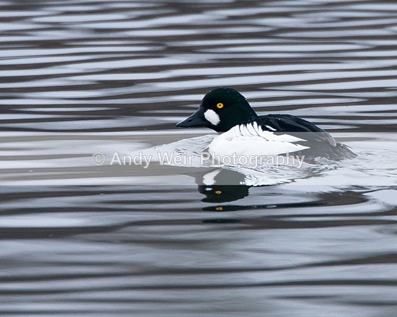 20090214-007 - Goldeneye