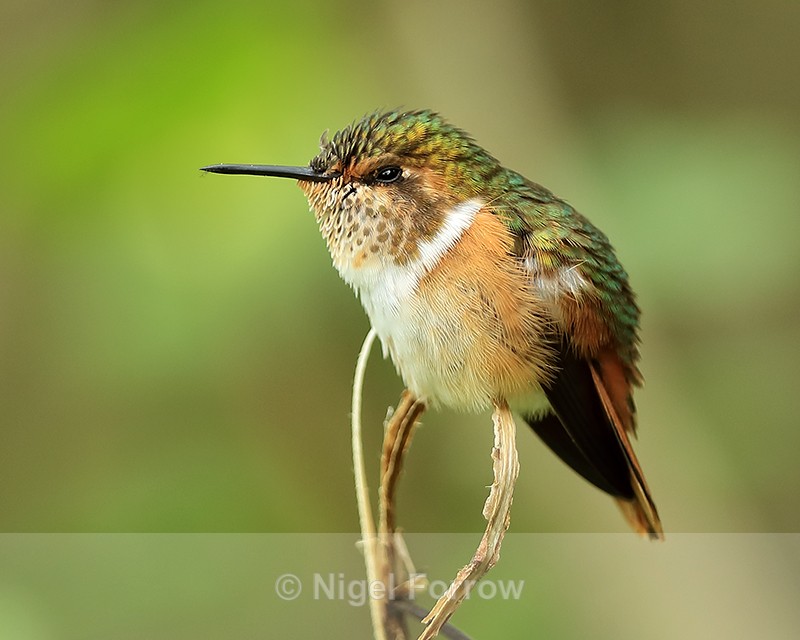 Scintillant Hummingbird (female), Boquete, Panama - Scintillant Hummingbird