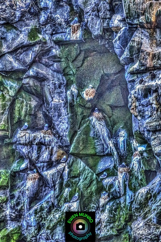 BBW-26-Colourful gulls on a cliff - Water-based Birds