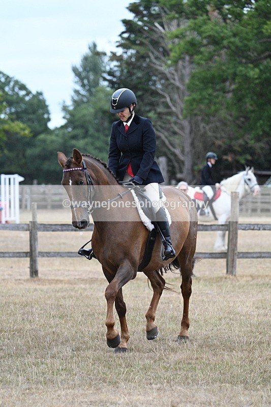 WJ7_0865 - Class 7 Riding Club Show Horse