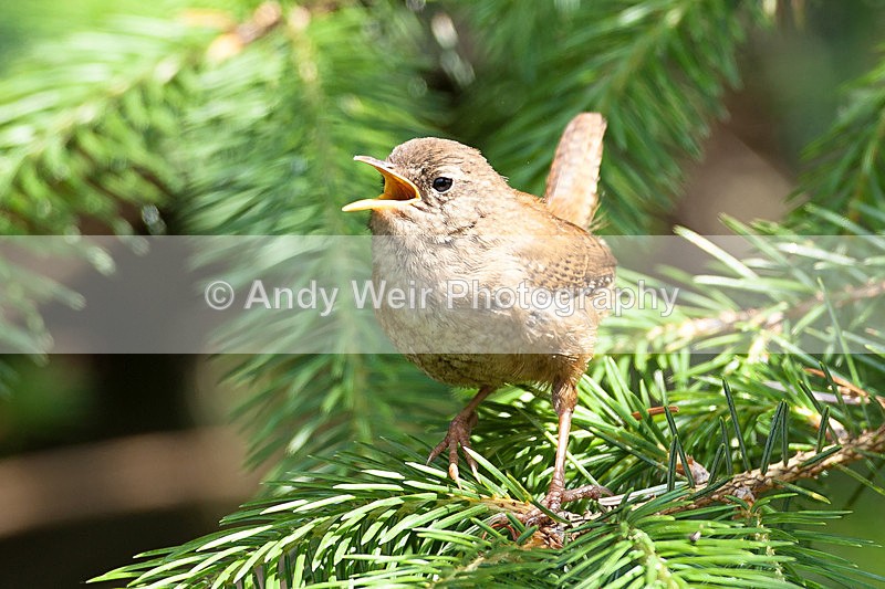 20130714-_MG_4581 - Wren & Goldcrest