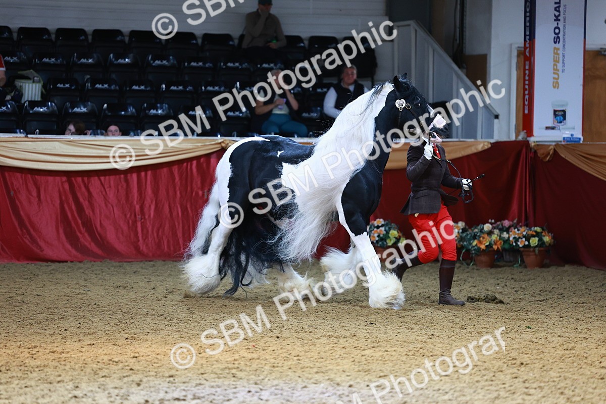 SBM_23222 - Class 903 - Supreme Final - IH Pre Vet