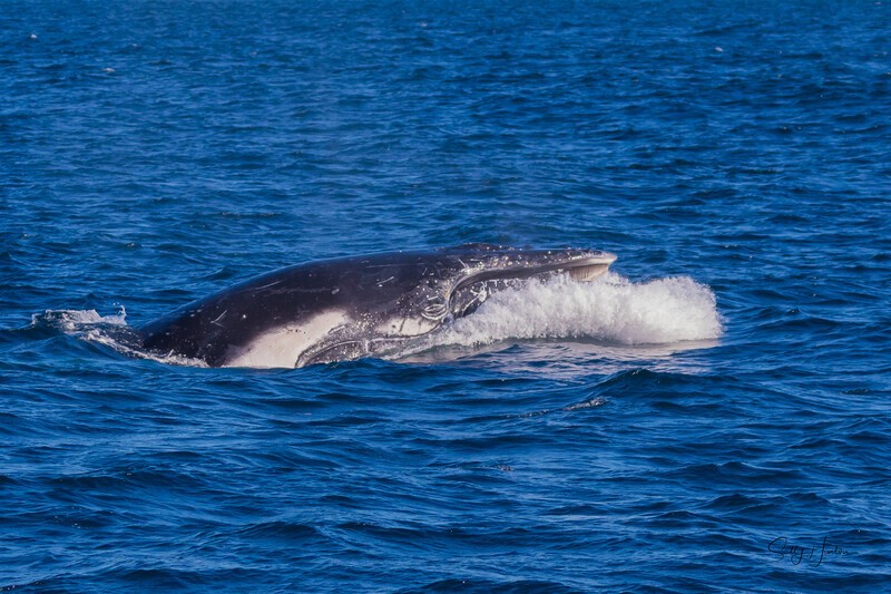 Head Lunge 3.0A3A8719 - 2025 Whales