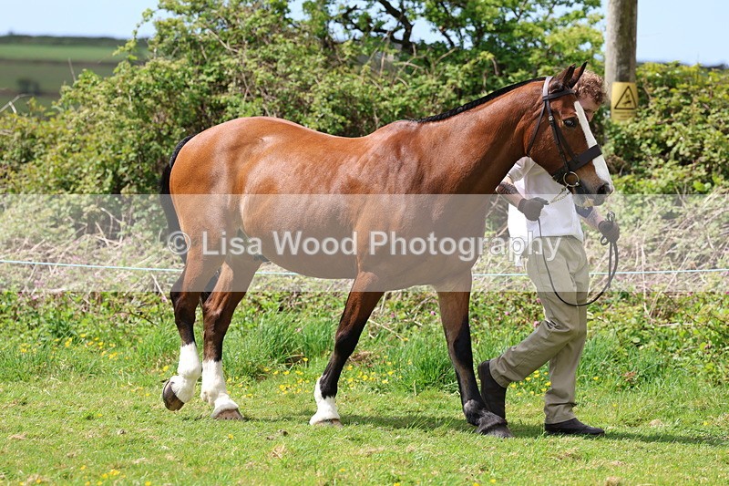 3E7A0440 - Class 20: Sports Horse