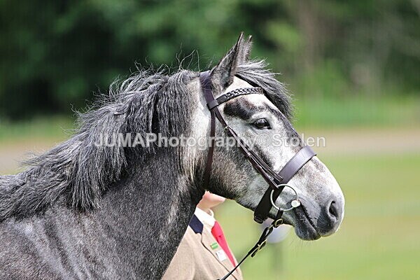 SIAL6190 - Ring 2