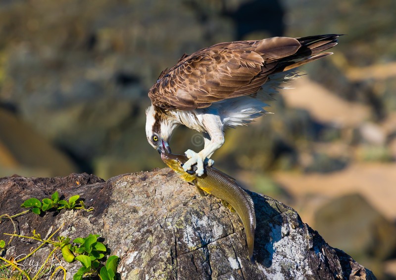 Osprey with Whiting 2