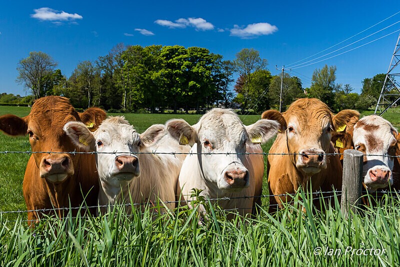 Remember 2m Social Distancing - Don't be a silly Moo!! - Nature