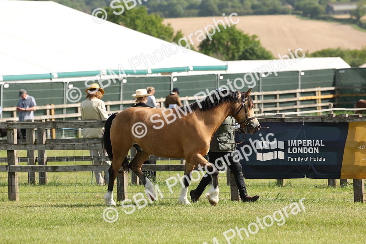 SBM_02078 - Class 6-13 - Mountatin and Moorland In Hand Welsh Breeds