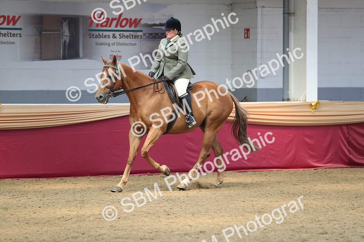 SBM_12373 - Class 108 Ridden Retired Racehorse- Pre Judging
