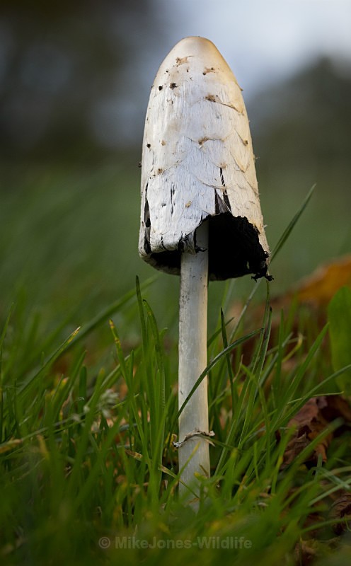 _H5X0759 - FUNGI (MUSHROOM) IMAGES