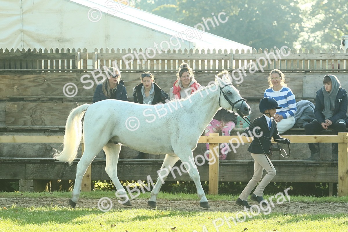 SBM_57363 - S37 - Starters In Hand Showing