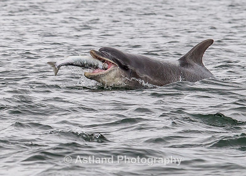 Astland Photography, Bird and Wildlife Images, Susan and Peter Wilson, U.K.
