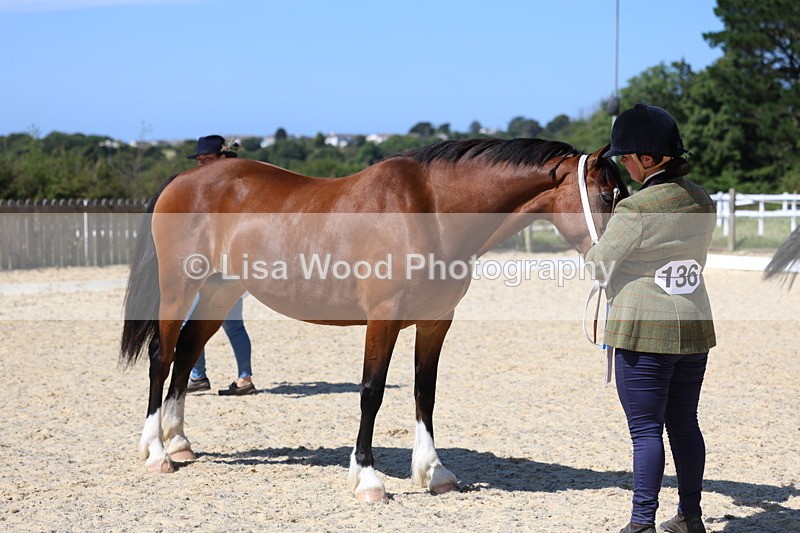 3E7A9902 - In Hand Championship