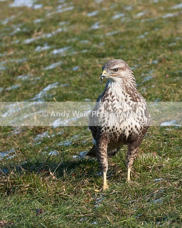 20100130-IMG_2764 300 - Common Buzzard