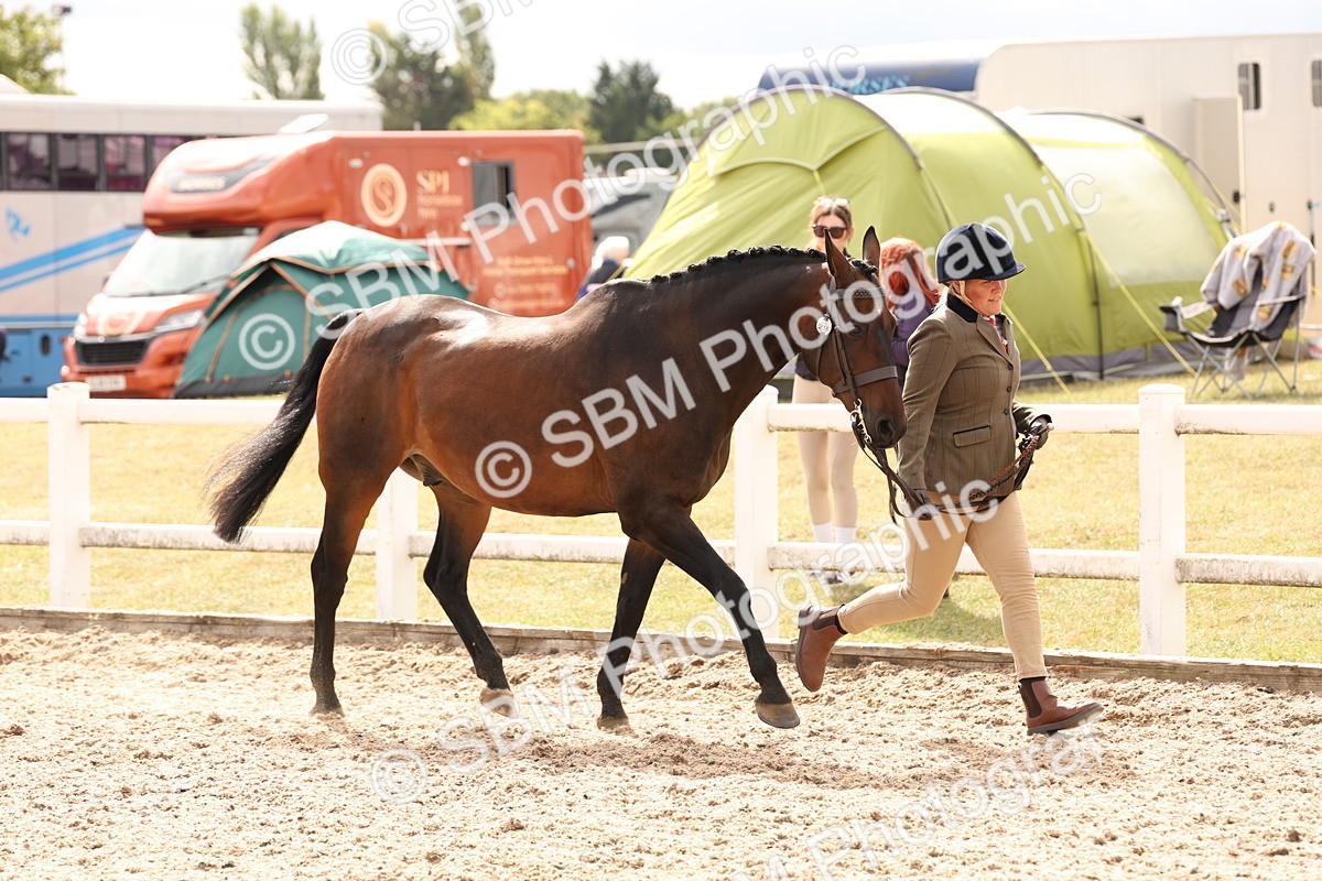 SBM_14654 - Class 208 - IH Veteran Horse