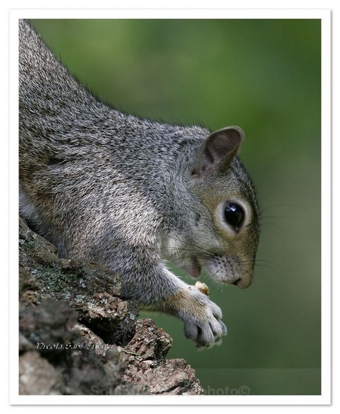 Park Life Common Grey - Wildlife Wildlife