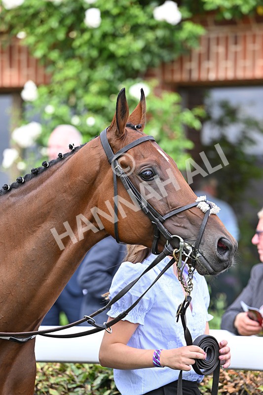 220826-178 Mr Hollywood - Race 4 15.35pm Sky Bet Ebor Handicap
