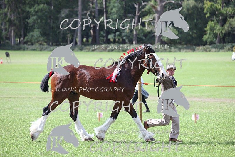 APP_3221 - Class 3 Youngstock