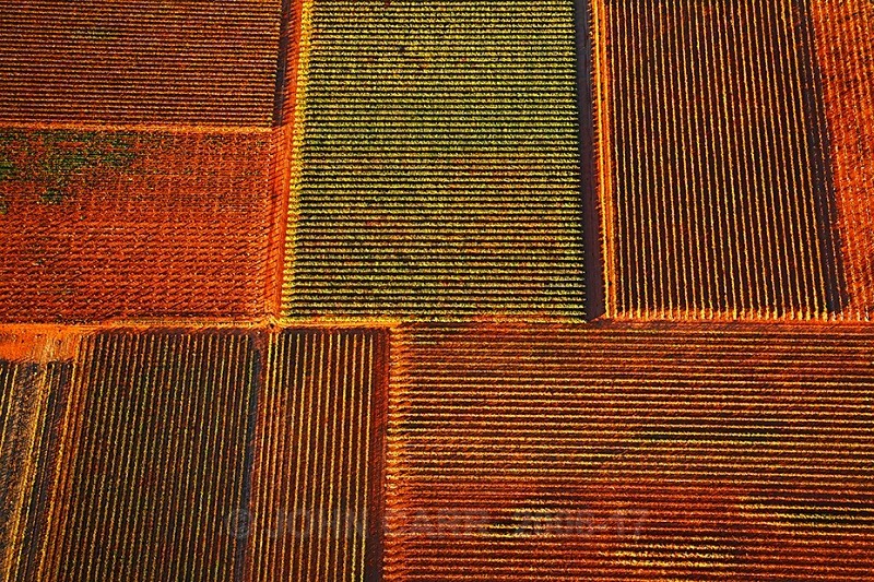 Autumn Vines-3866 from a Hot-Air Balloon. - AERIAL PHOTOS