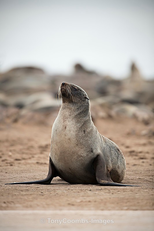 Fur Seal  (f) - The Skeleton Coast