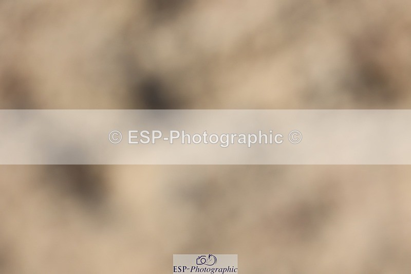 250621-173501-10138 - Cls 42+43 - FEI Inter II and GP