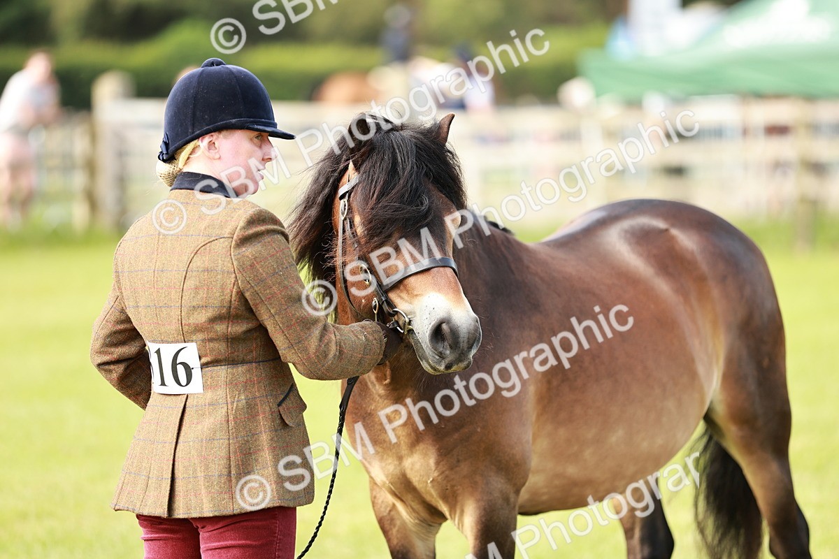SBM_00647 - Class 14-23 - Mountain & Moorland In Hand Non Welsh