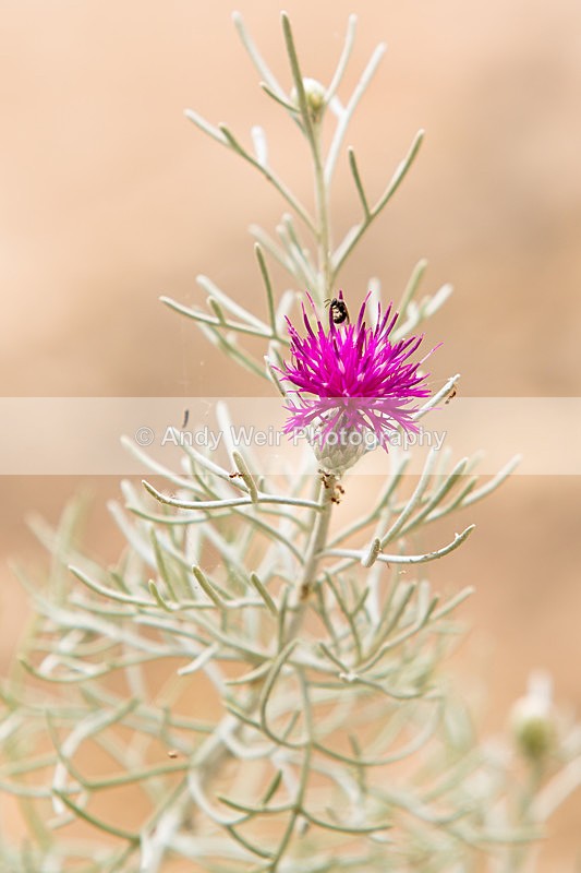 20150612-8E0A9588 - Abroad