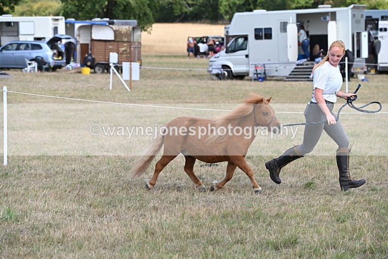 WJ6_6884 - Class 21 Shetland & Mini Horses