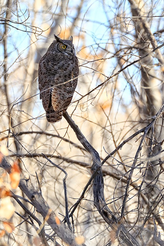 Great Horned Owl, Bosque del Apache, New Mexico - Great Horned Owl