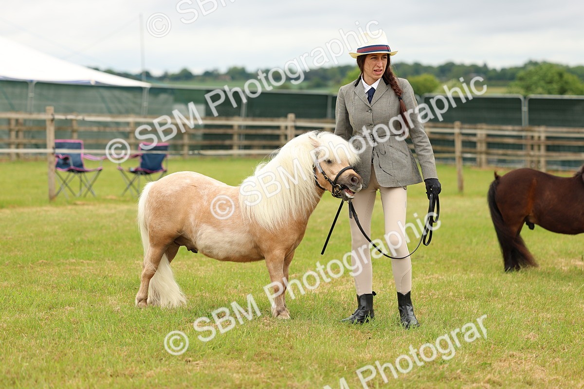 SBM_04482 - Class 64-67 - Shetland Pony In Hand