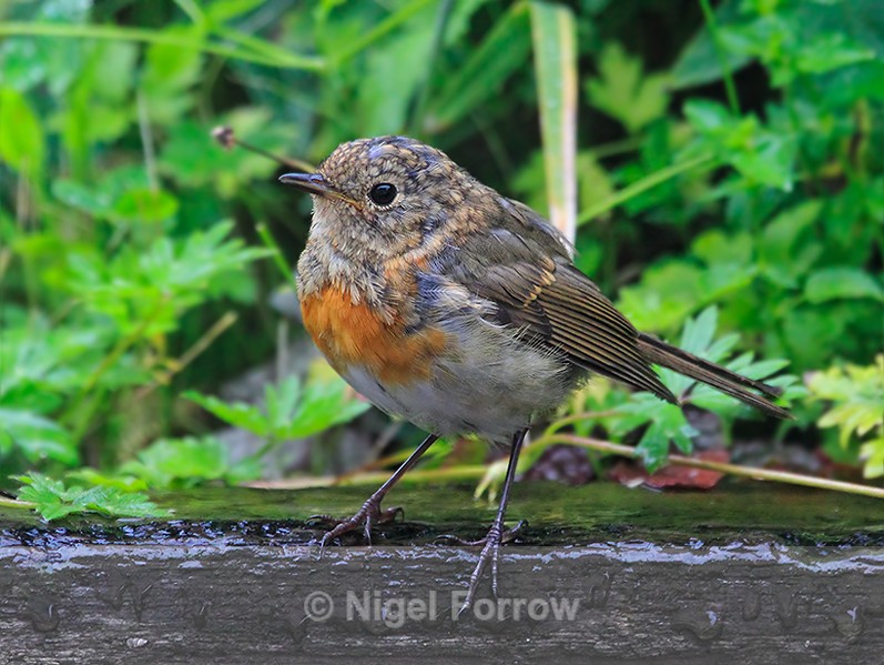 Juvenile European Robin, Scotland - Robin