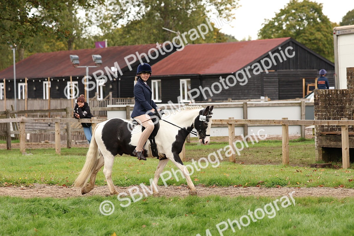 SBM_59836 - S36 - Rehabiliated Rescue Horse & Pony In Hand & Ridden