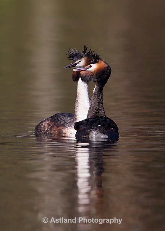 Astland Photography, Bird and Wildlife Images, Susan and Peter Wilson, U.K.