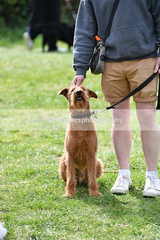 WJ5_9847 - Class 3 Most Handsome Dog