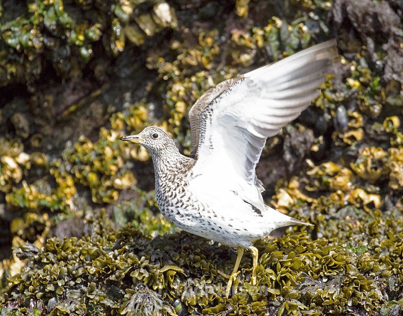  - Shorebirds