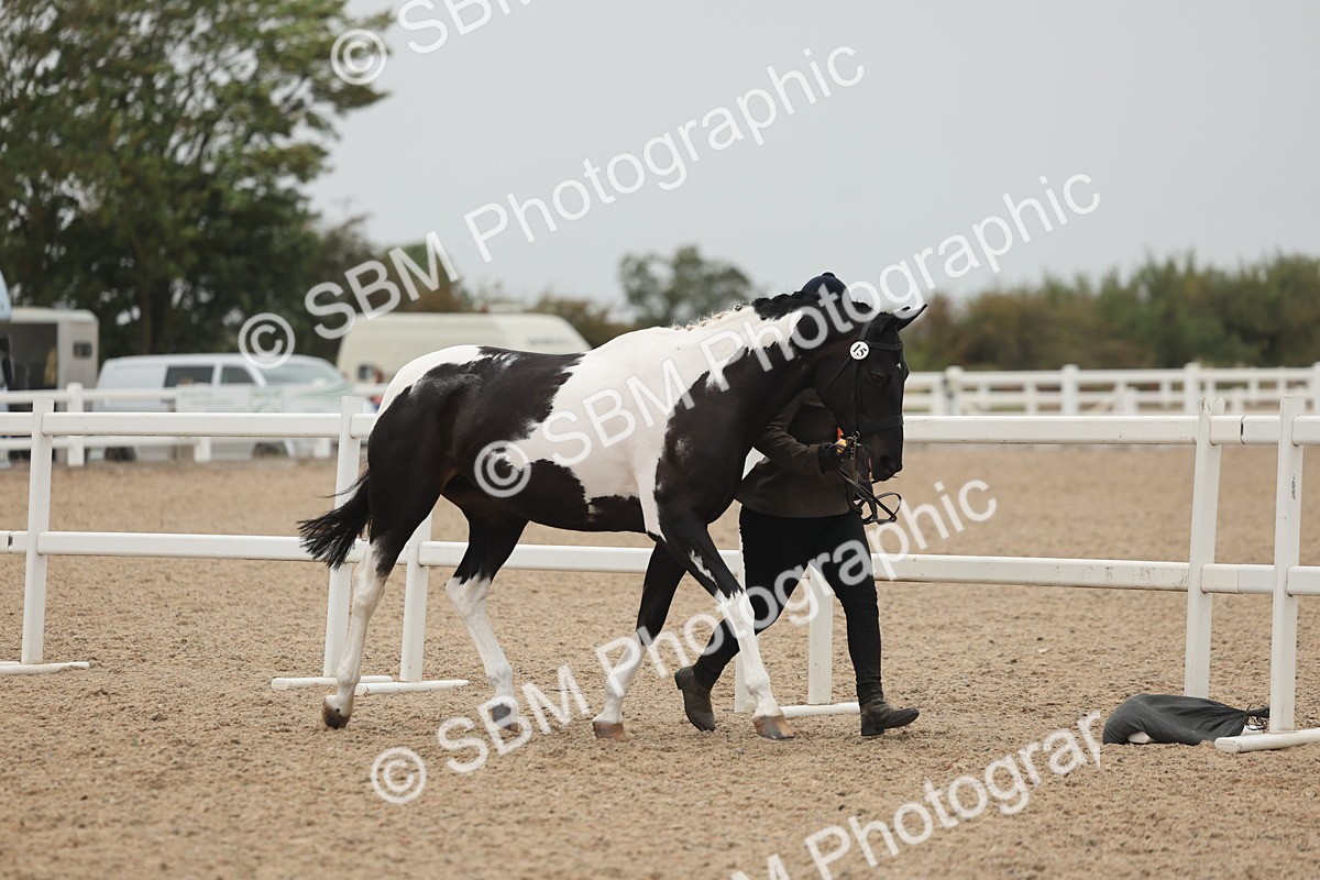 SBM_19920 - Class 318 - IH Part Bred Horse-Pony
