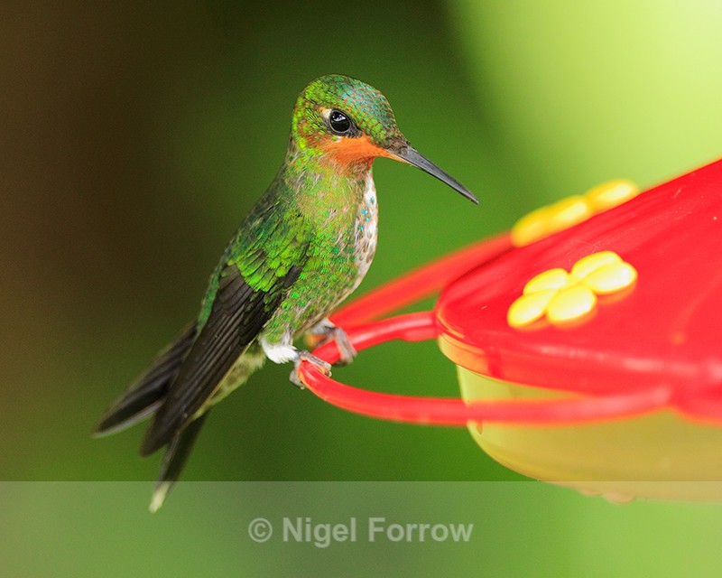 Green-crowned Brilliant (juvenile) perched on a feeder at Curi-Cancha - Green-crowned Brilliant