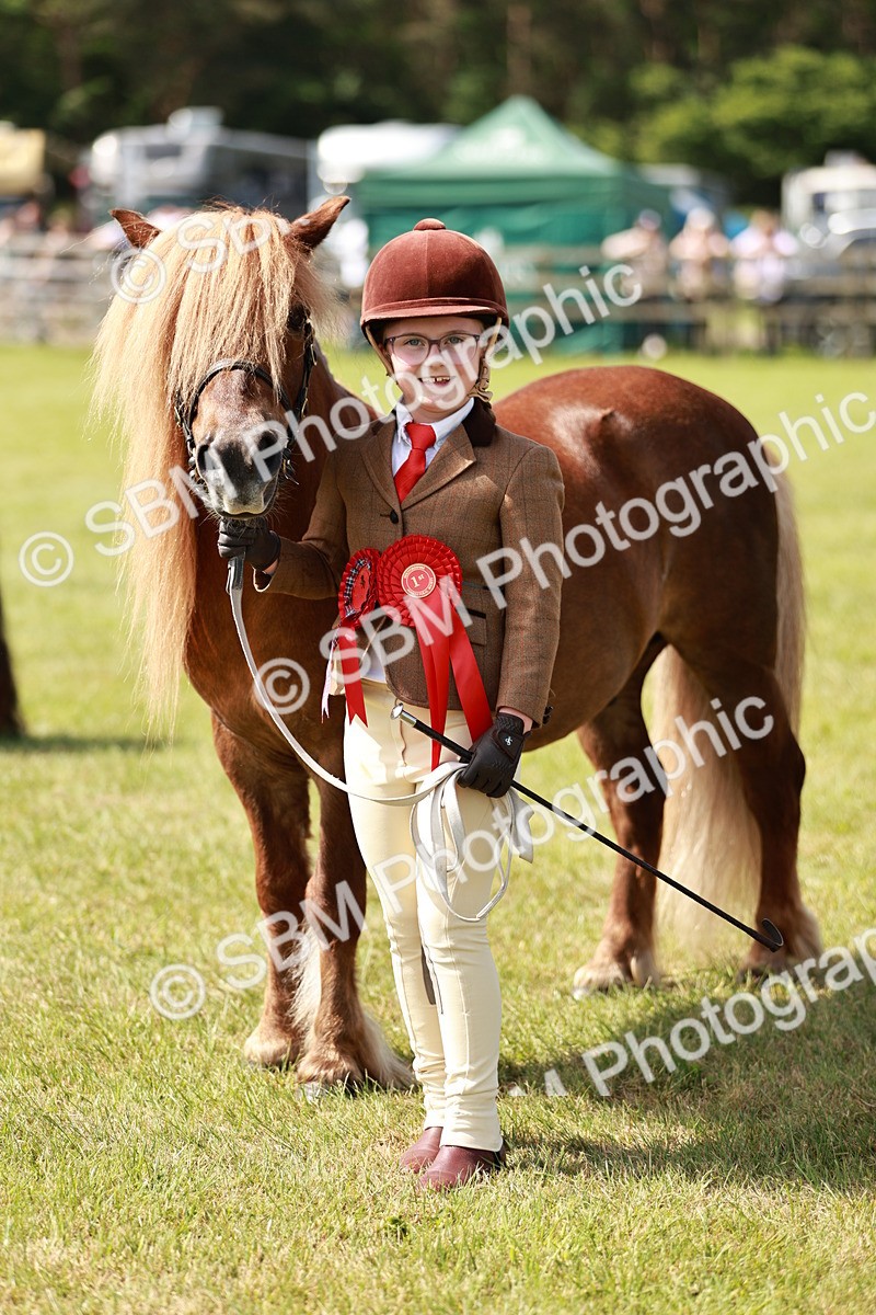 SBM_02466 - Class 14-23 - Mountain & Moorland In Hand Non Welsh