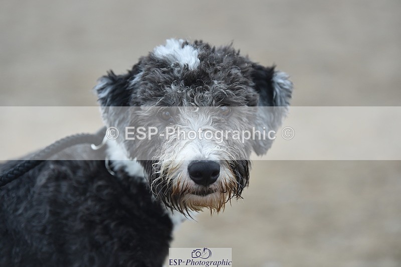 230902A-101302-00377 - Cls 2A Pony Small 70cm