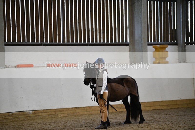 WJ5_4428 - Class 6 In hand M&M - Large Breeds