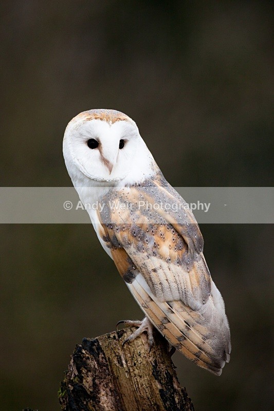 20110312-IMG_1365 - Barn Owl