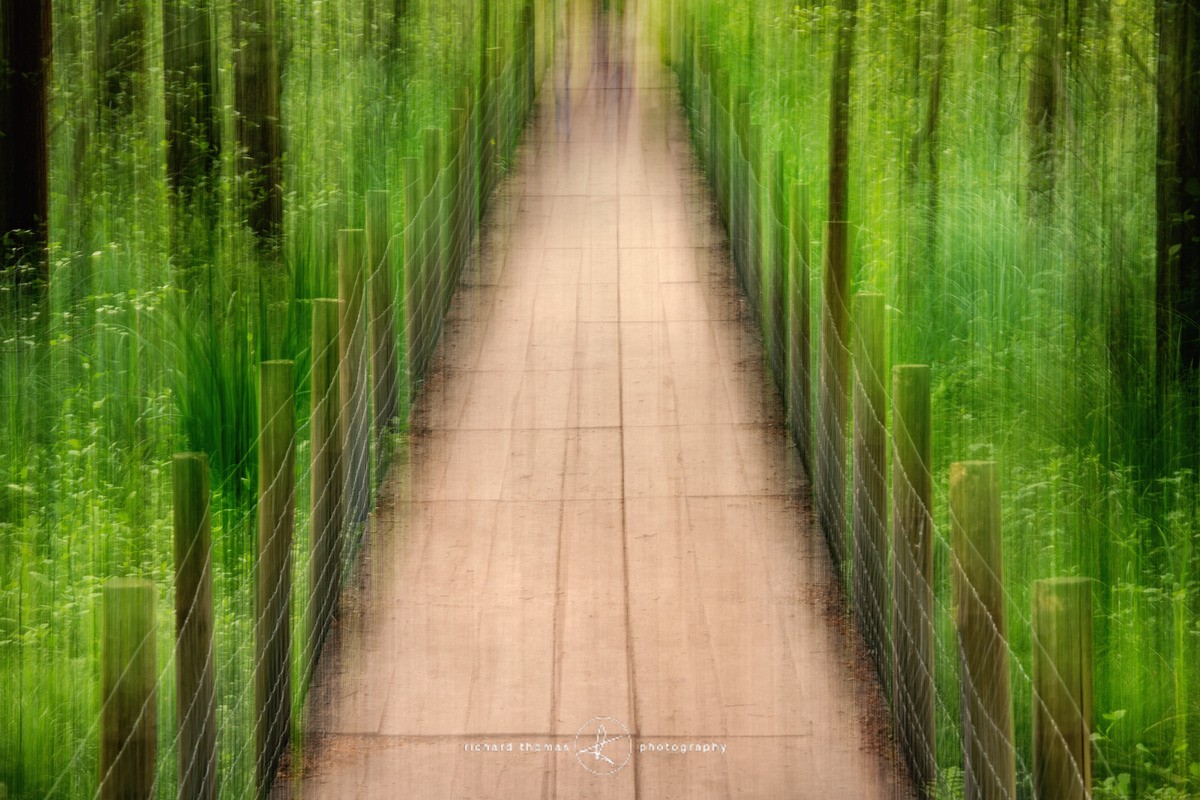 Marshland walkway - Frensham