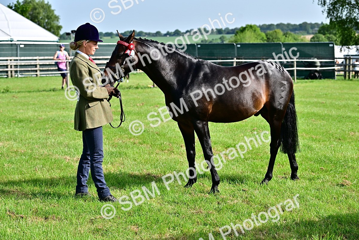 SBM_01026 - Class 46-49 - Arab and Part Bed-Anglo Arab In Hand