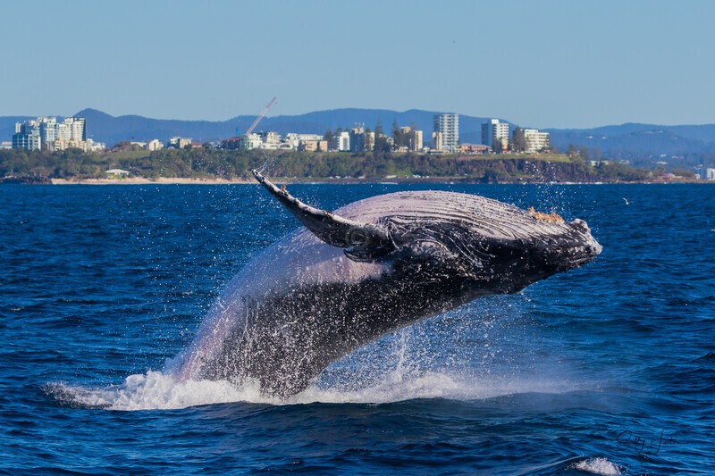 Humpback Breach Point Danger. 0A3A8554 - 2025 Whales